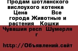 Продам шотланского вислоухого котенка › Цена ­ 10 000 - Все города Животные и растения » Кошки   . Чувашия респ.,Шумерля г.